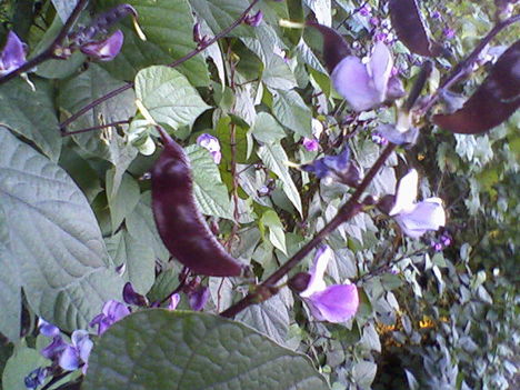 díszbab virága és termése