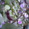 díszbab virága és termése