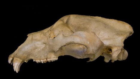 I. A barnamedve koponyája oldalnézetből