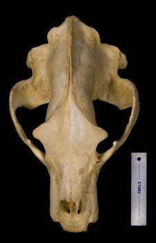 II. A barnamedve koponyája felülnézetből