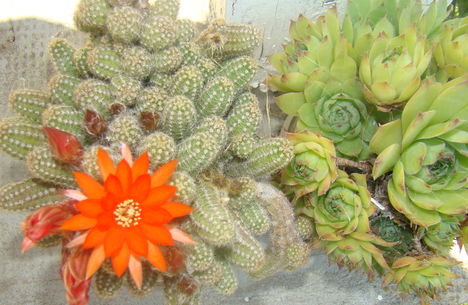 Kaktusz és kövirózsa 