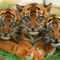 lovely-tiger-cubs