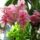 Medinilla_1_1203841_5934_t