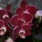 orchidea 11