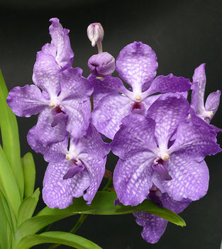 orchidea 4