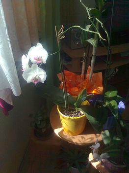 orchidea a szoba ablaknál.