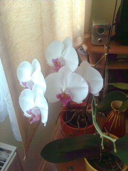 orchidea a szobában