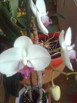 orchidea az ablaknál.
