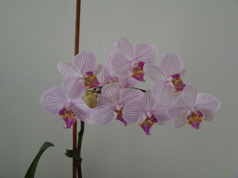 orchideák 2011 10