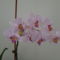 orchideák 2011 10