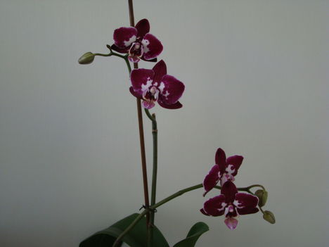 orchideák 2011 11