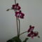 orchideák 2011 11