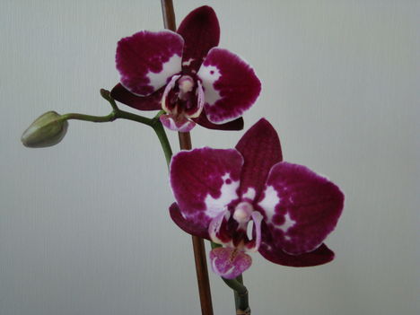 orchideák 2011 12