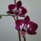orchideák 2011 12