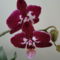 orchideák 2011 13