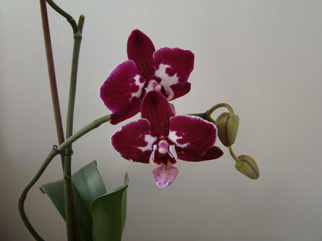 orchideák 2011 14