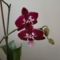 orchideák 2011 14