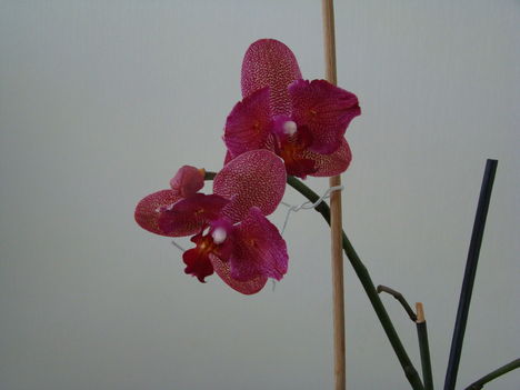 orchideák 2011 15