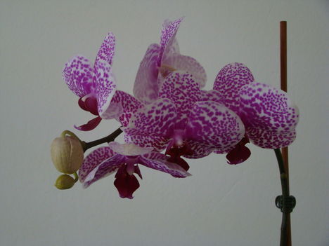 orchideák 2011 16