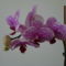 orchideák 2011 16