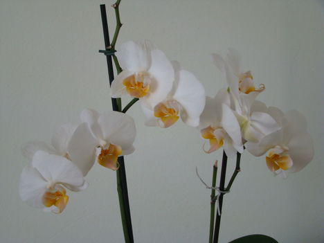 orchideák 2011 17