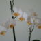 orchideák 2011 17