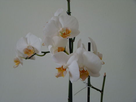 orchideák 2011 18
