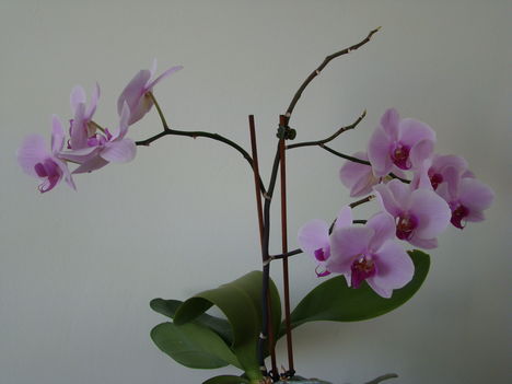 orchideák 2011 19