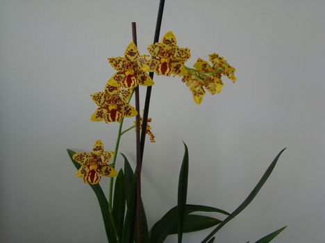 orchideák 2011 1