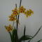 orchideák 2011 1