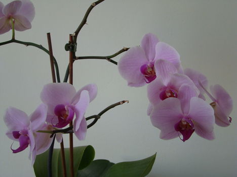 orchideák 2011 20