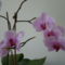 orchideák 2011 20