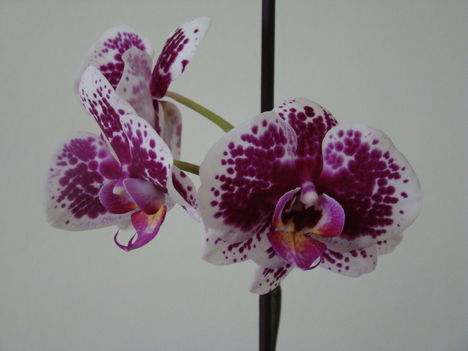 orchideák 2011 21