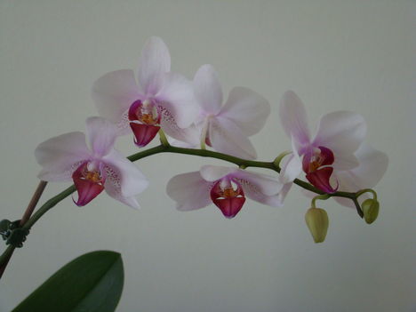 orchideák 2011 22