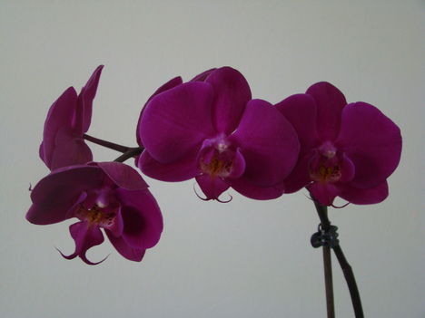 orchideák 2011 23
