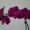 orchideák 2011 23