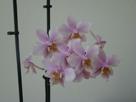 orchideák 2011 24