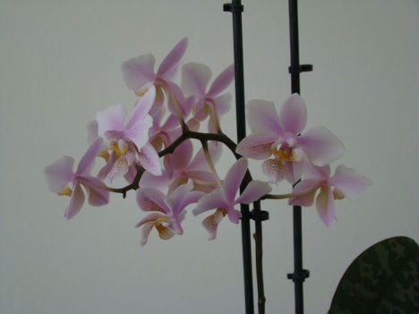 orchideák 2011 25