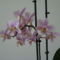 orchideák 2011 25