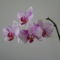orchideák 2011 2