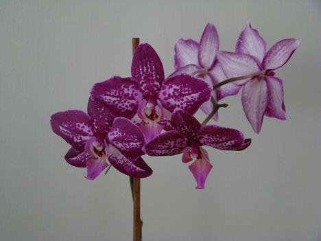 orchideák 2011 3