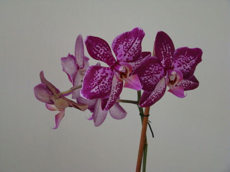 orchideák 2011 4