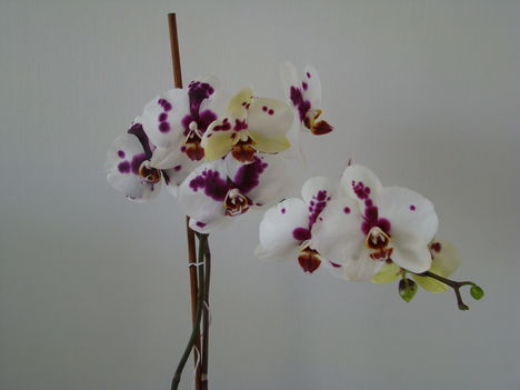 orchideák 2011 5