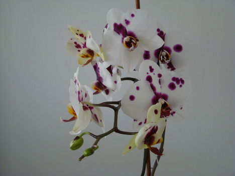 orchideák 2011 6