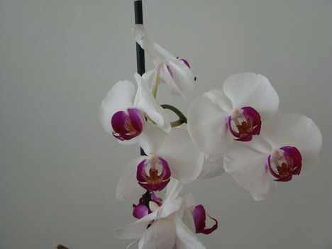 orchideák 2011 7