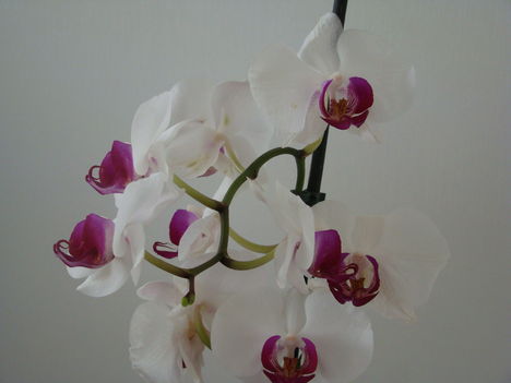 orchideák 2011 8