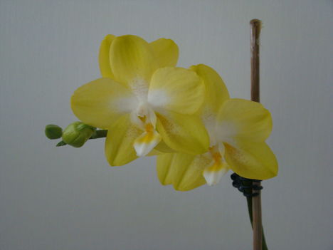 orchideák 2011 9