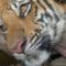 PORT 62398-cute-baby-tiger-kanchanaburi-thailand