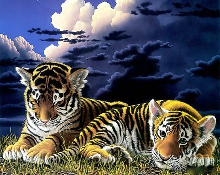 RAJZ baby-tiger-cubs_1280x1024_3144