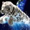 RAJZ tiger-splash_1280x1024_3151